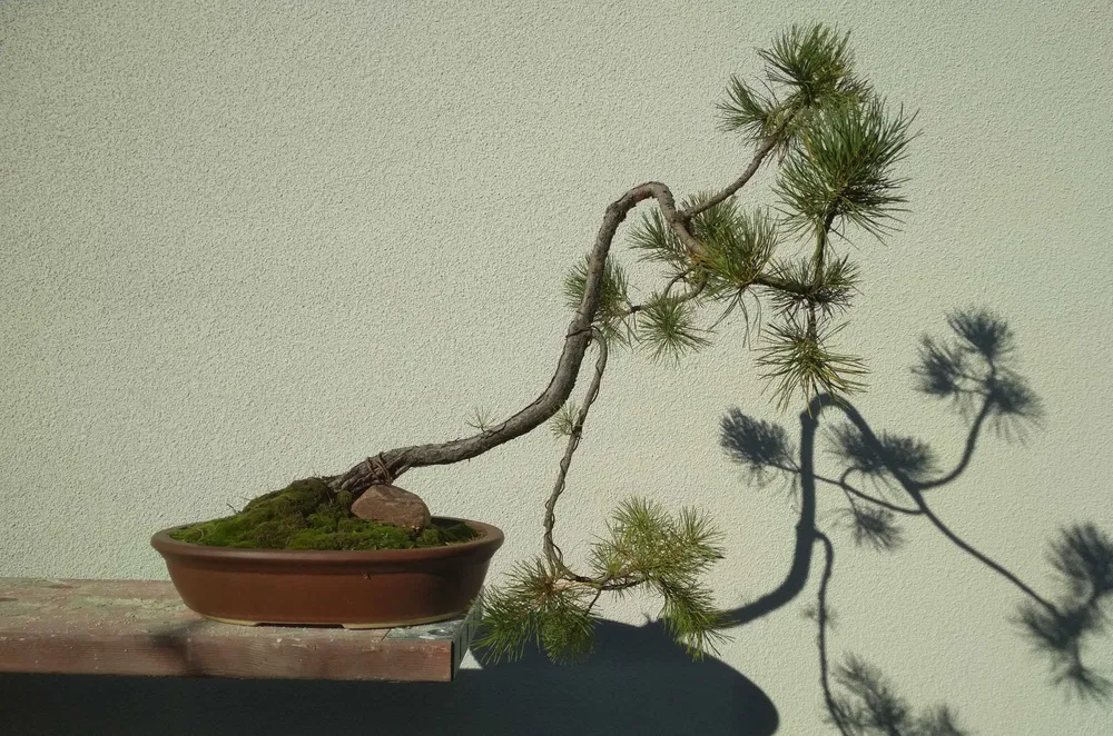 bonsai