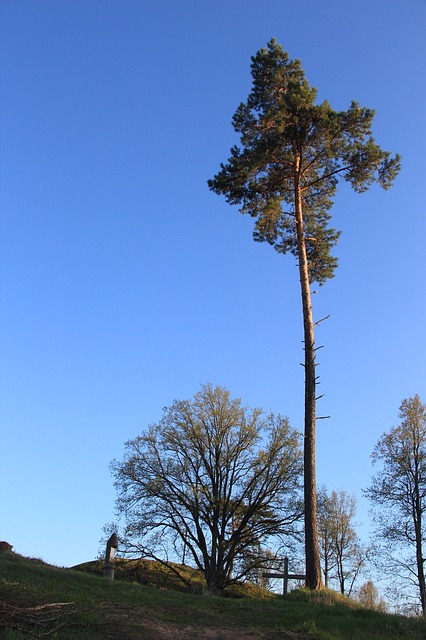 Sosna z koroną wysoko i długim pniem bez gałęzi.