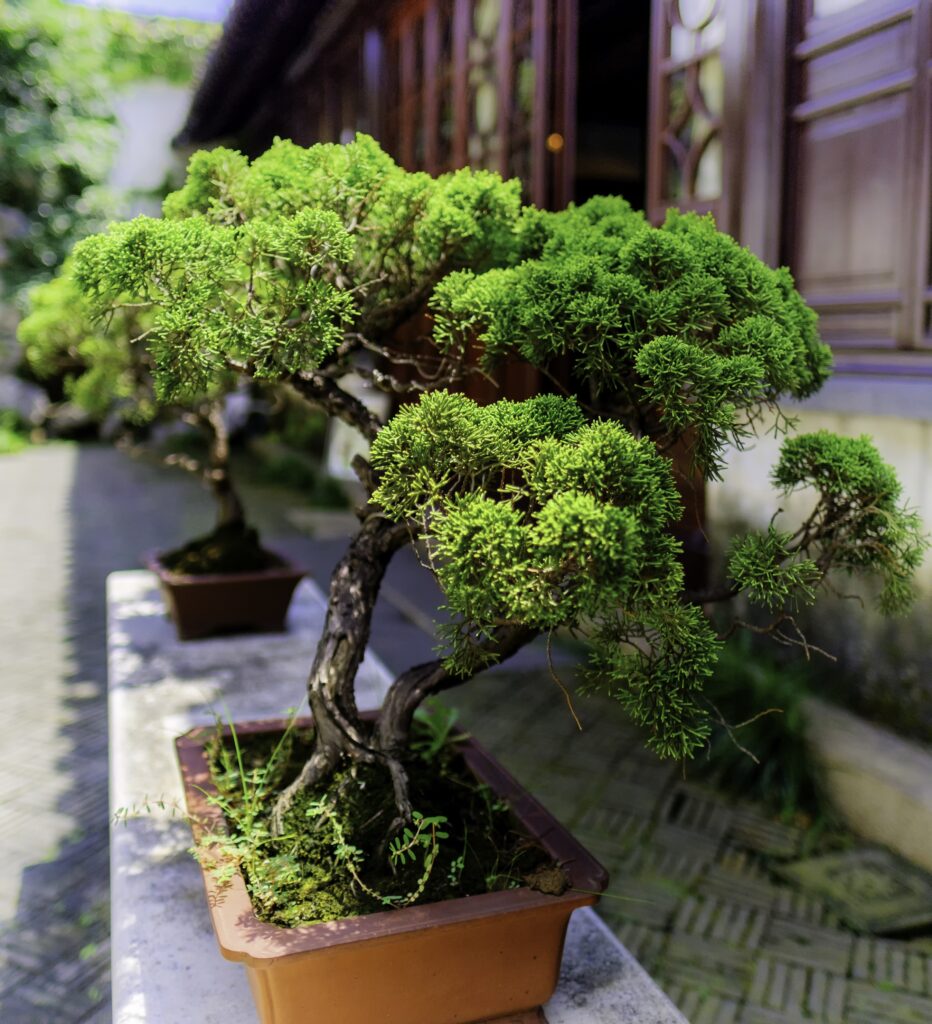 Bonsai przed budynkiem - z jednej strony oświetlone słońcem, z drugiej cień od budynku.
