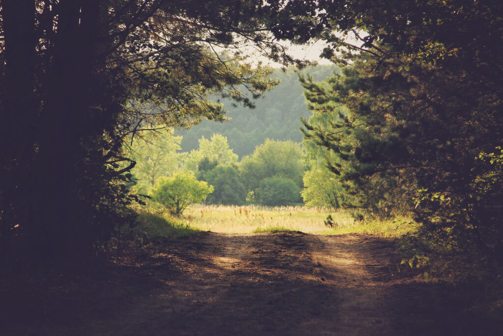 Mocno zacieniona przez drzewa droga, na wprost słoneczna polana.