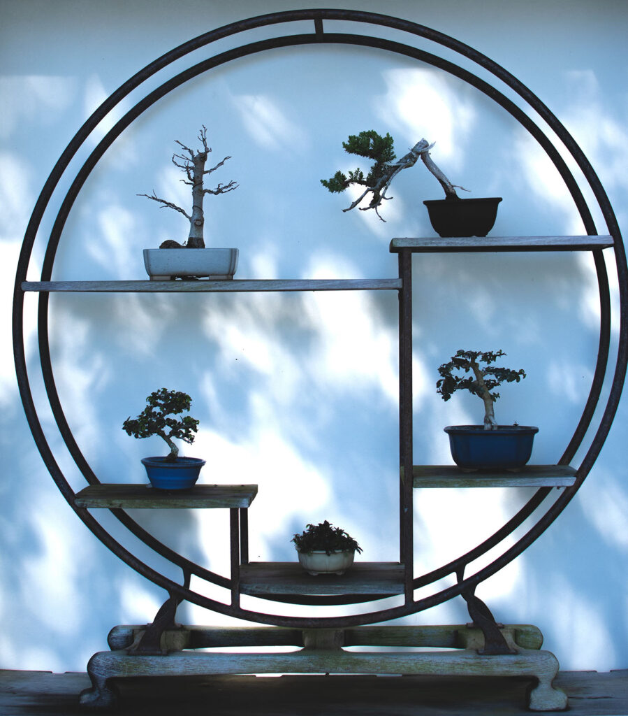 Różne, małe drzewka bonsai na regale w okręgu na które pada rozproszny cień dzrzew.